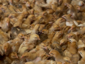 здравствуйте, продаю красные бройлера, 250 руб, звоните+79407770273