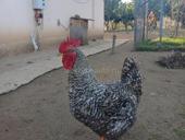 Продаются петухи 
