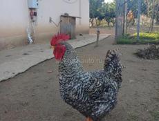 Продаются петухи 
