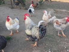 Продаются петухи 