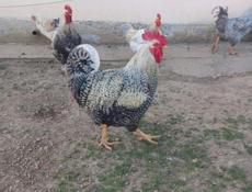 Продаются петухи 