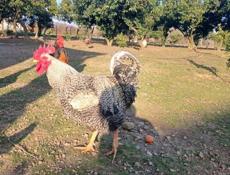 Продаются петухи 