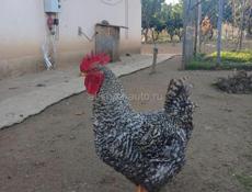 Продаются петухи 