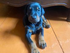 Щенки доберманы 