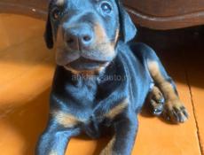 Щенки доберманы 