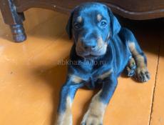 Щенки доберманы 