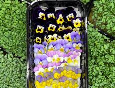 Микрозелень