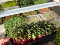 Микрозелень