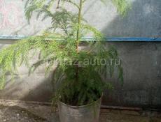 Криптомерия японская