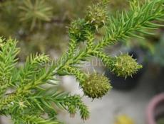 Криптомерия японская