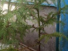 Криптомерия японская