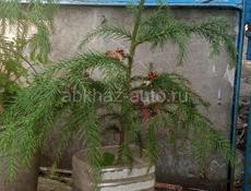 Криптомерия японская