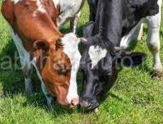 Продается две коровы