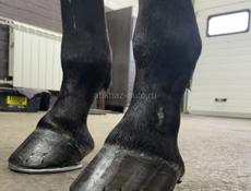 Кавка лошадей 🐎 