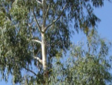 Эвкалипт продаём ,пучок 45 рублей 