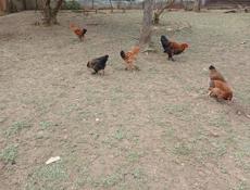 Продаю петушков молодых