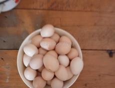 Продаю домашние свежие яйца