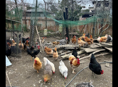 Продам домашних Курей 