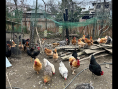 Продам домашних Курей 