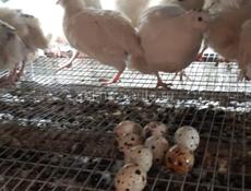 Инкубационное яйцо Дмитриевская порода .