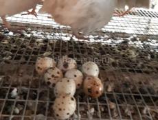 Инкубационное яйцо Дмитриевская порода .