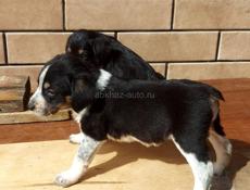 Щенки в дар