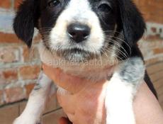 Щенки в дар