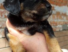 Щенки в дар