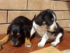 Щенки в дар