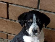 Щенки в дар