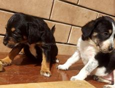 Щенки в дар