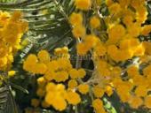  участок в Новом Афоне