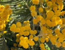  участок в Новом Афоне