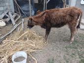 Продаю телку 55-60кг