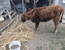 Продаю телку 55-60кг