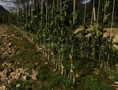 Срочно продаётся 