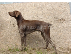 Ружье Пятизарядка 