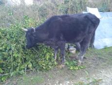 Продается теленок 