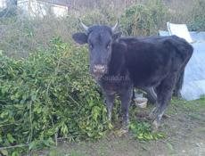 Продается теленок 