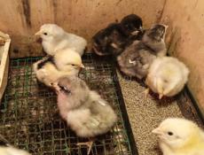 Цыплята домашние