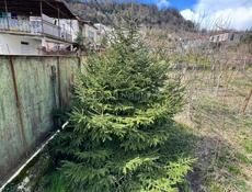 Продается Елка