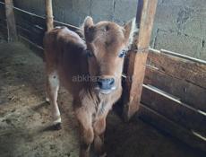 14 дней мальчик