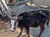 Телёнок бычок