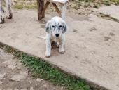 Щенок Английский сетр