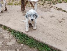 Щенок Английский сетр