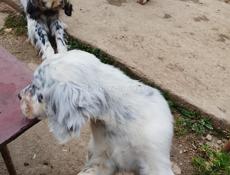 Щенок Английский сетр