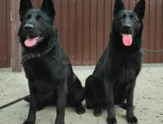 Родители. Зевс и Багира. Минводы. Питомник. Щенку 2 года . Ищем девочку черного цвета  для первой вязки.