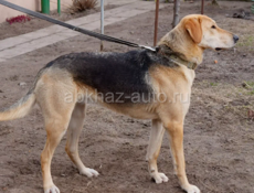 10 мес чтсты русские гончи мать отец бомба 