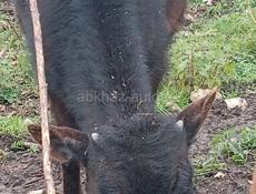 Продаю бычка 7 месяцев 21 т