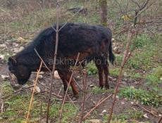 Продаю бычка 7 месяцев 21 т